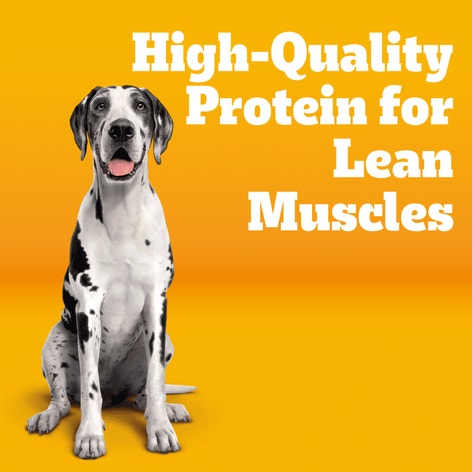 PEDIGREE® Big Dogs Roasted Chicken, Rice & Vegetable Dry Dog Food image 1