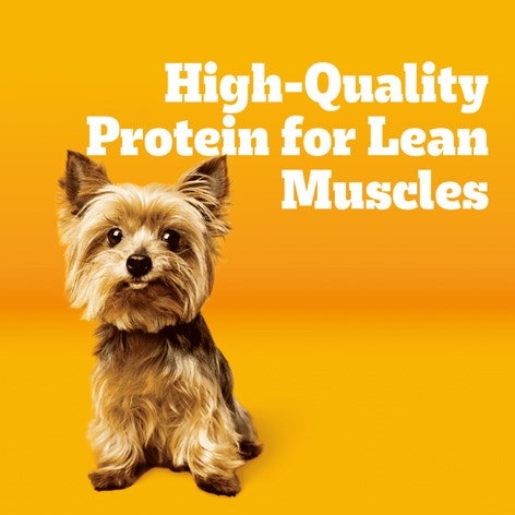 PEDIGREE® With TENDER BITES™ for Small Dogs Complete Nutrition Adult Dry Dog Food Chicken & Steak Flavor Dog Kibble image 1