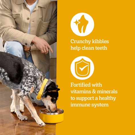 PEDIGREE® With TENDER BITES™ Complete Nutrition Adult Dry Dog Food Chicken & Steak Flavor Dog Kibble image 1