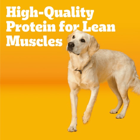 PEDIGREE® Adult Dry Dog Food, Roasted Chicken and Vegetable Flavor with Bacon Flavored Bites image 1