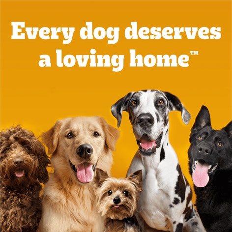 PEDIGREE® Dry Dog Food Small Dog Grilled Steak and Vegetable Flavor image 1