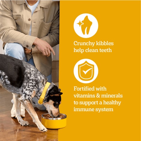 PEDIGREE® Adult Dry Dog Food, Roasted Chicken and Vegetable Flavor with Bacon Flavored Bites image 1