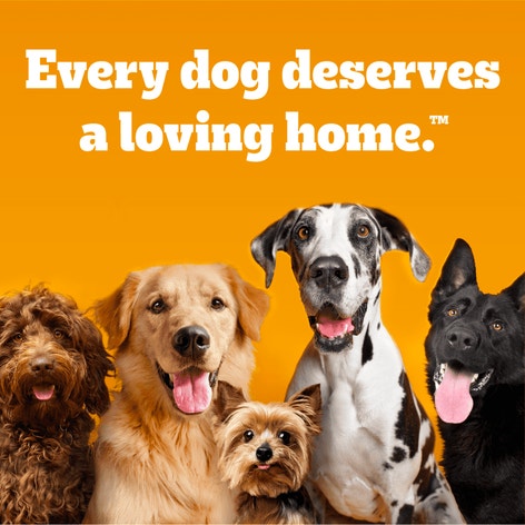PEDIGREE® Wet Dog Food Homestyle Meals Prime Rib, Rice, and Vegetable Flavor in Gravy image 1