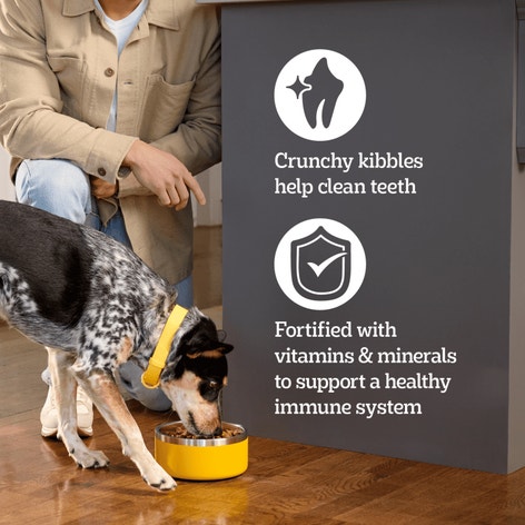 PEDIGREE® Dry Dog Food Adult Roasted Chicken, Rice & Vegetable Flavor image 1