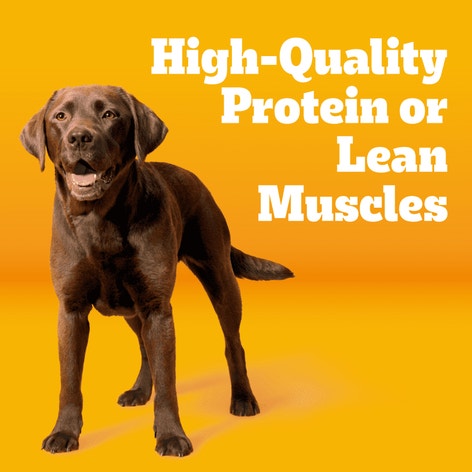 PEDIGREE® With TENDER BITES™ Complete Nutrition Adult Dry Dog Food Chicken & Steak Flavor Dog Kibble image 1