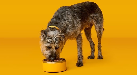 Dog eating PEDIGREE® dog food out of a bowl