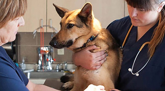 German shepherd at the vet