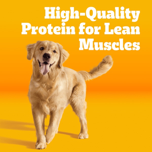 PEDIGREE® Dry Dog Food High Protein Chicken and Turkey Flavor image 3
