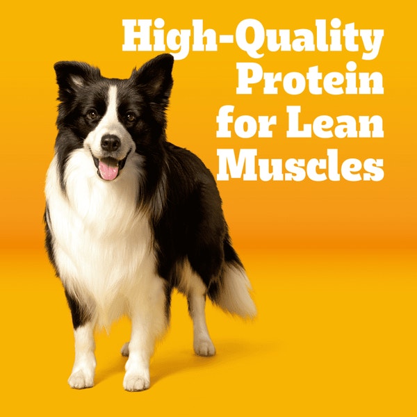 PEDIGREE® Adult Marrobites Steak and Vegetable image 3