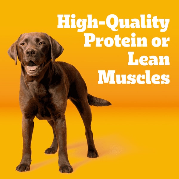 PEDIGREE® With TENDER BITES™ Complete Nutrition Adult Dry Dog Food Chicken & Steak Flavor Dog Kibble image 3