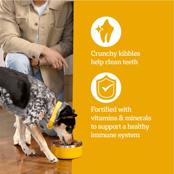 PEDIGREE® Adult Dry Dog Food, Roasted Chicken and Vegetable Flavor with Bacon Flavored Bites image 5