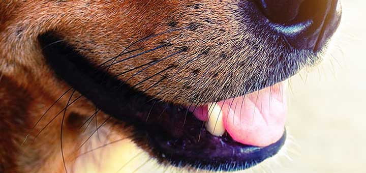 close up dog mouth whiskers