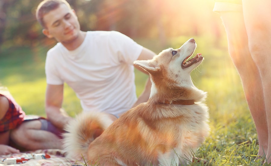 dog-family-picnic-sun