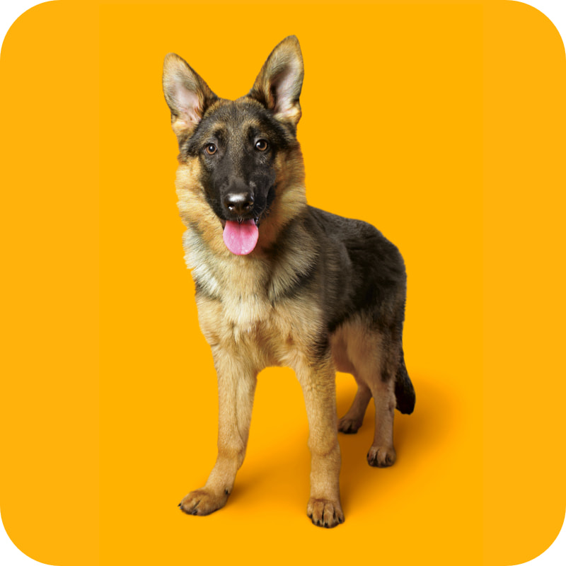 german shepherd dog