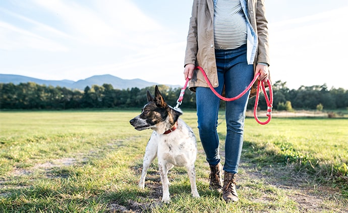 pregnant dog owner taking her dog on a walk outside in a field with mountains in the background
