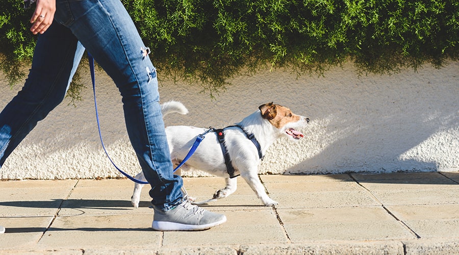 walking-dog-sidewalk-jeans