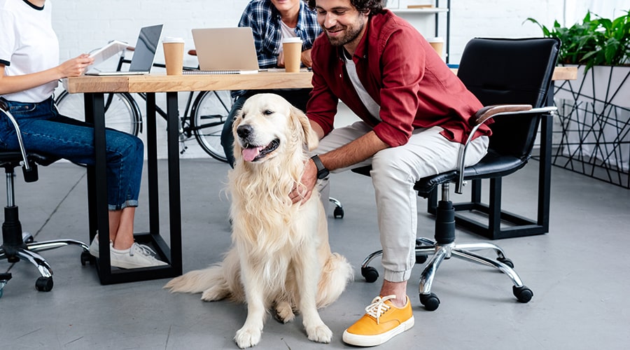 white-golden-retriever-office