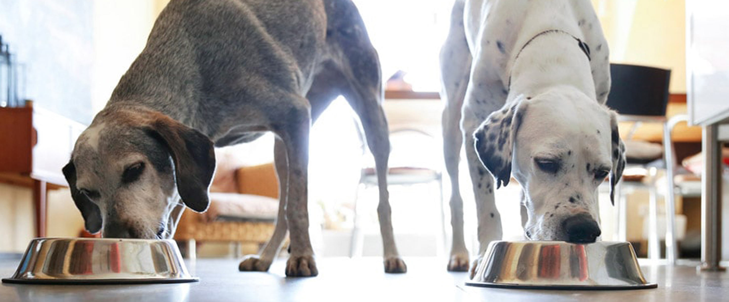 Healthy Weight Dog Food Affordable Dry & Wet Dog Food from PEDIGREE®