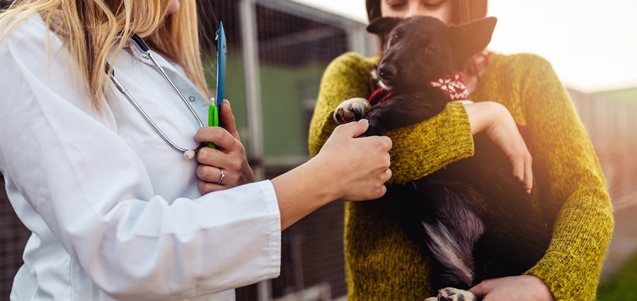 a woman holding a black Labrador Retriever