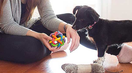 5 Activities To Keep Your Dog Entertained Indoors - ESA Care