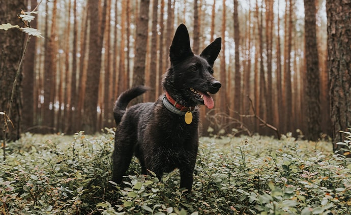 black dog with very pointy large ears in forest