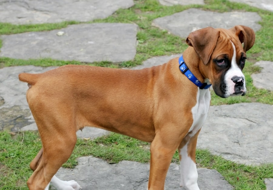 puppy boxer with tail dock, outside stepping on stones in grass yard