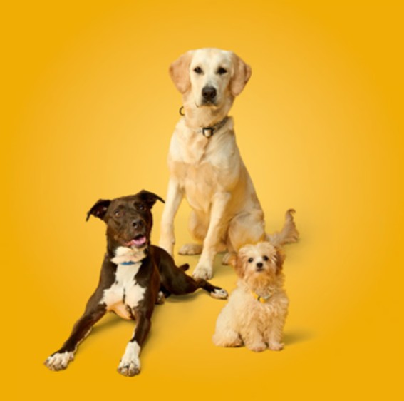 Three dogs of different sizes