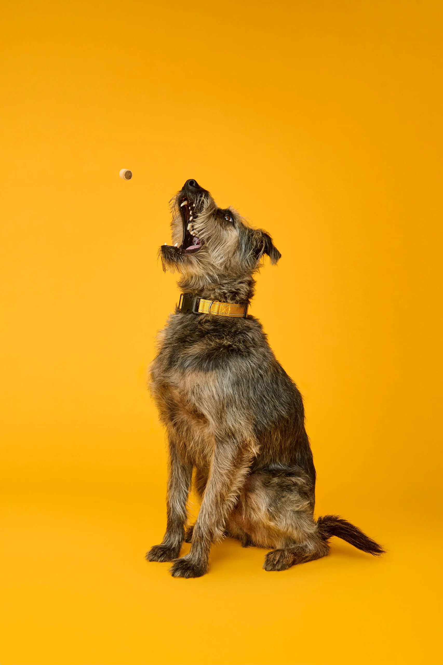 Dog catching a PEDIGREE® MARROBONE™ Real Beef Flavor dog treat