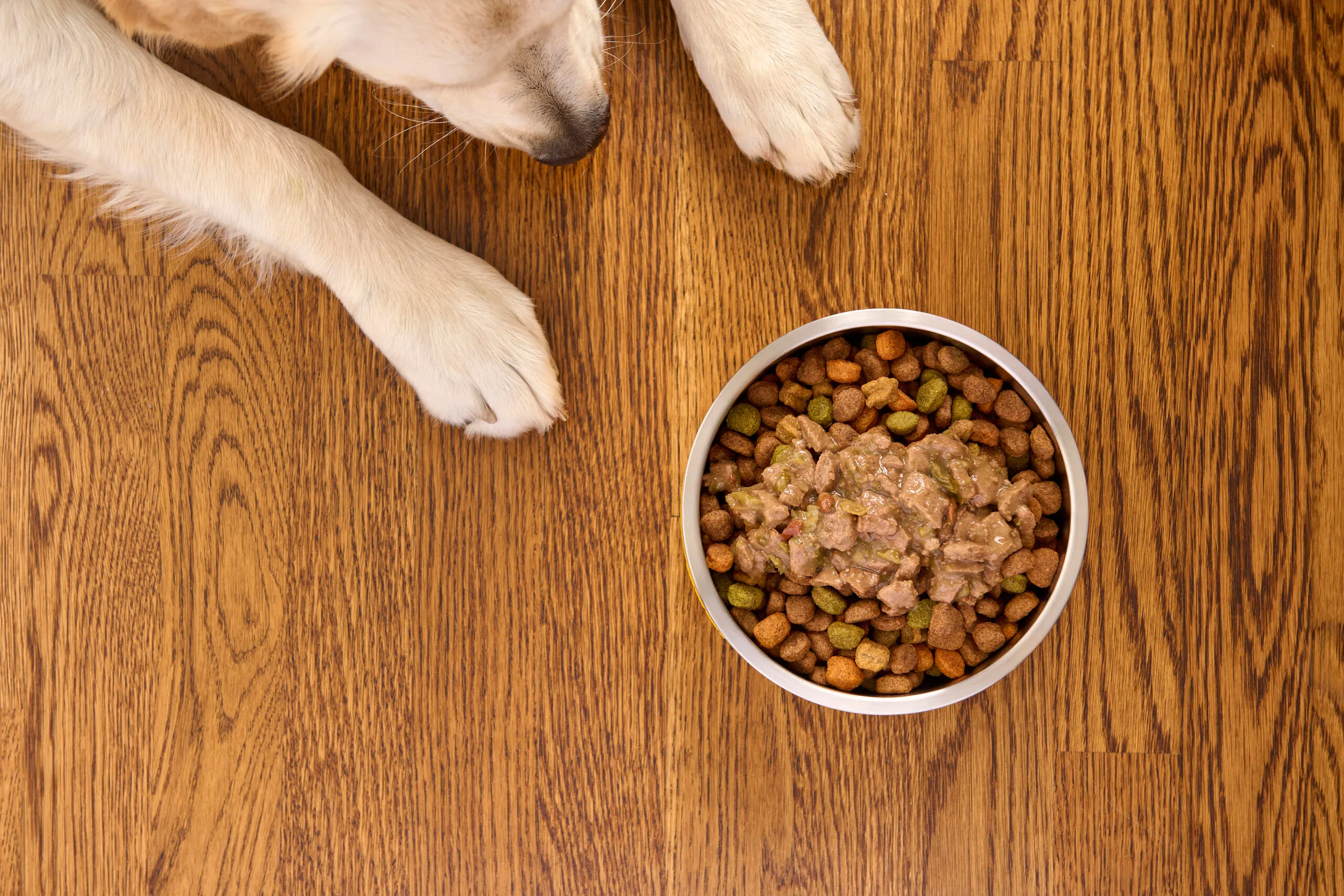 Dog sitting in front of a bowl of PEDIGREE® dry and wet dog food