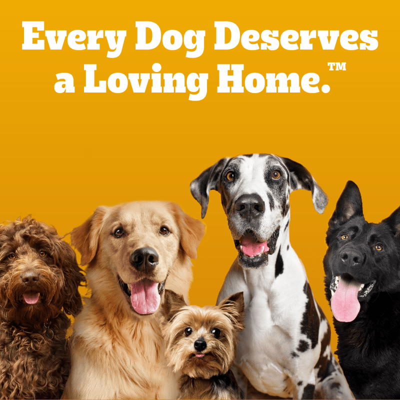 PEDIGREE® CANINE COOKOUTS™ Beef Flavored Meaty Sticks guaranteed analysis image